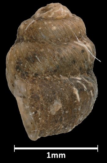 Media type: image;   Malacology 45244 Aspect: lateral